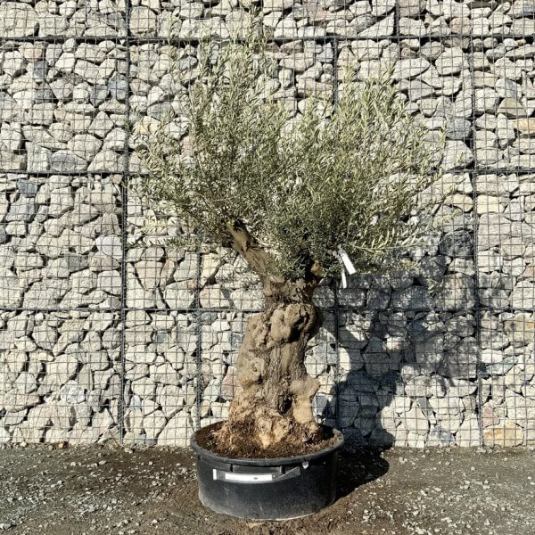 Gnarled Olive Tree Multi Stem Low Bowl XXL (Turtle) G236 - B48998F6 18FE 49F8 919F 920DF1875BD0 1 105 c