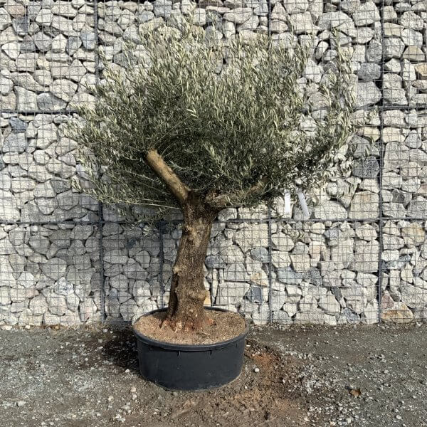 Gnarled Olive Tree Multi Thick Stem XXXL (Low Bowl) G189 - B7F32710 AAF5 4A4D A71A F21BCC3D4E1D 1 105 c