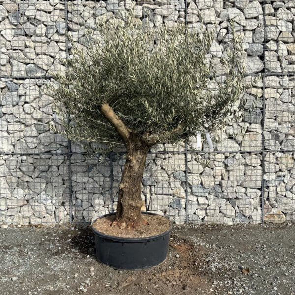 Gnarled Olive Tree Multi Thick Stem XXXL (Low Bowl) G190 MT - B7F32710 AAF5 4A4D A71A F21BCC3D4E1D 1 105 c