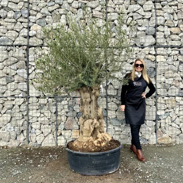 Gnarled Olive Tree Multi Stem Low Bowl XXL (Turtle) G219 - B86FA05F 9820 4C84 B1DD 41799C8BAC8A scaled