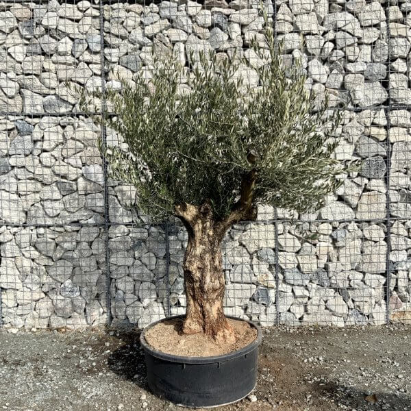 Gnarled Olive Tree Multi Thick Stem XXXL (Low Bowl) G191 - B9310E2E BD0E 481F B88F 810A3509B300 1 105 c