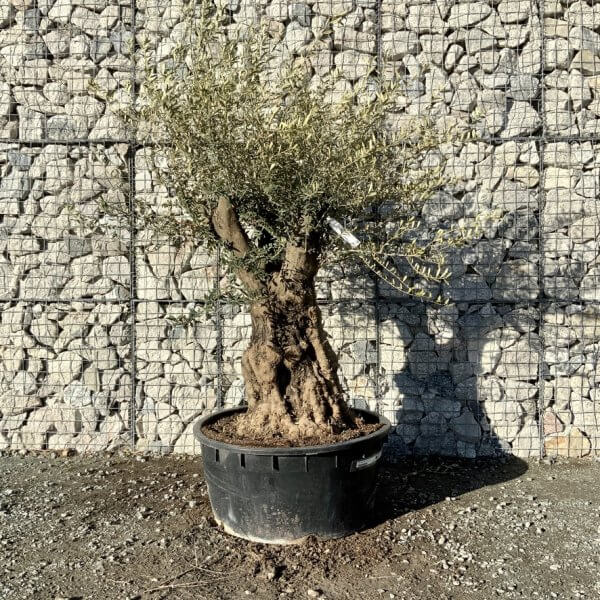 Gnarled Olive Tree Multi Stem Low Bowl XXL (Turtle) G277 - BDF45BE6 13B1 4255 B500 16658467B2AA 1 105 c