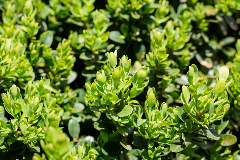 What Are The Best Plants For Your Topiary Trees - Buxus Sempervirens