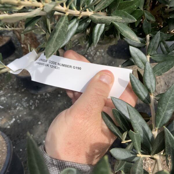 Gnarled Olive Tree Multi Thick Stem XXXL (Low Bowl) G190 MT - CE71A8D5 6543 4175 934C 0132BB184424 1 105 c