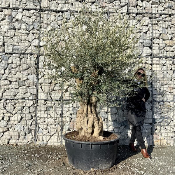 Gnarled Olive Tree Multi Stem Low Bowl XXL (Turtle) G253 - D25FBDF5 149E 41B6 AD82 EFC7EF6FE539 1 105 c