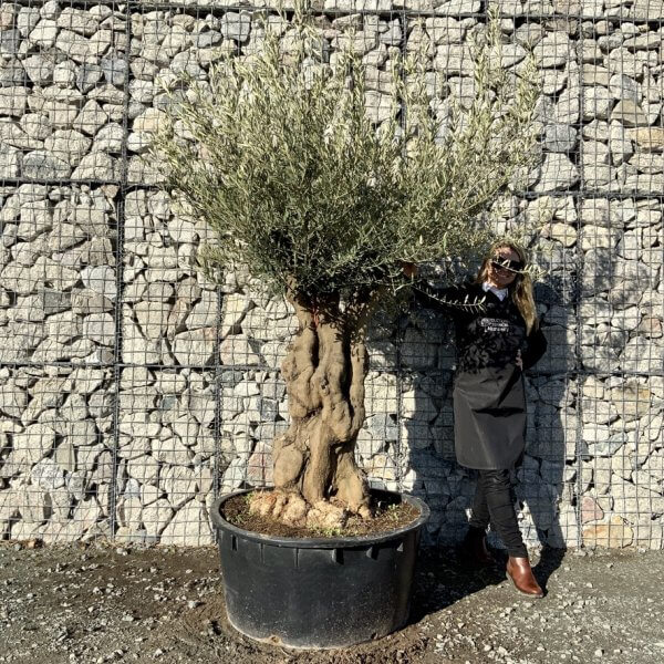 Gnarled Olive Tree Multi Stem Low Bowl XXL (Turtle) G256 - DF91B497 07C9 4D28 B1A7 FB0727C2DA04 1 105 c