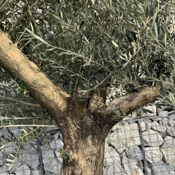 Gnarled Olive Tree Multi Thick Stem XXXL (Low Bowl) G190 MT - E0CA22DD 5940 420C 9E30 D83930D19C9F 1 105 c