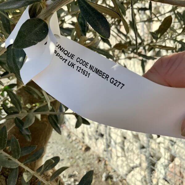 Gnarled Olive Tree Multi Stem Low Bowl XXL (Turtle) G277 - E2CF07CF CEF6 4C45 BAF0 AFAF24E98BCB 1 105 c