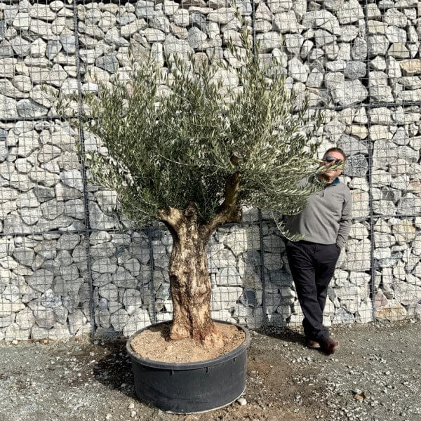 Gnarled Olive Tree Multi Thick Stem XXXL (Low Bowl) G191 - E712B1F0 B825 433F 8BD5 E31433093BA4 1 105 c