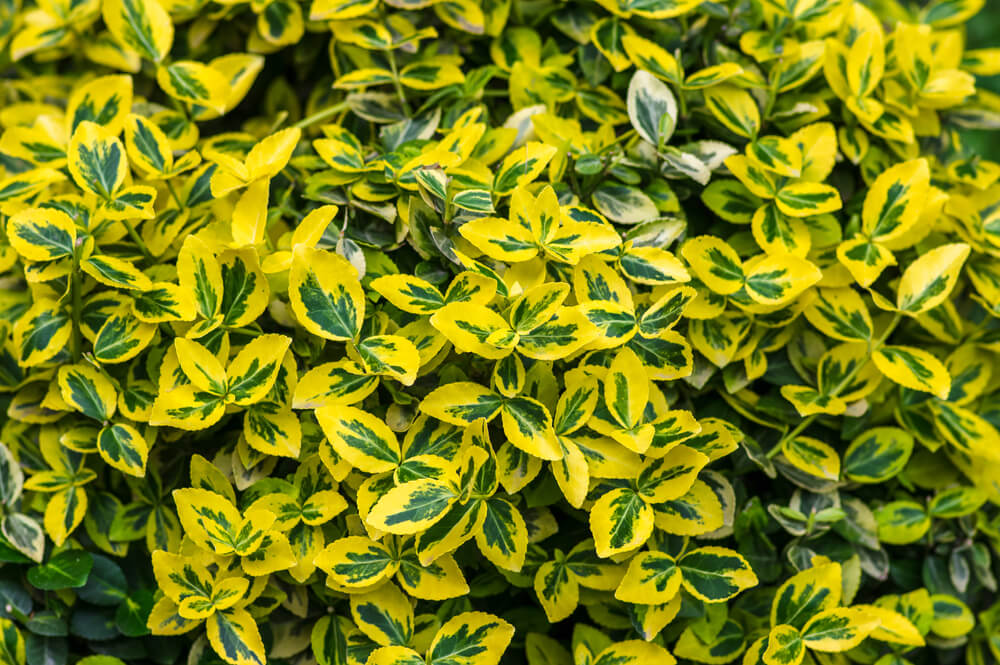 What Are The Best Plants For Your Topiary Trees - Euonymus