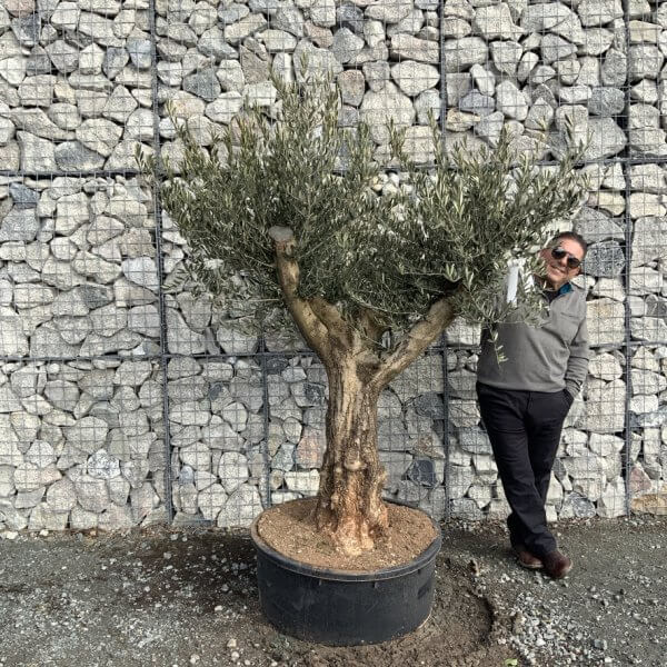 Gnarled Olive Tree Multi Thick Stem XXXL (Low Bowl) G178 - F0FA4A60 AD60 49F6 95A6 44A281E7B9FF 1 105 c