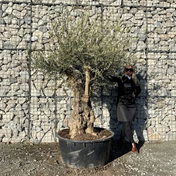 Gnarled Olive Tree Multi Stem Low Bowl XXL (Turtle) G257 - F16032DC 53D9 4539 950B 6736B90FED7B 1 105 c