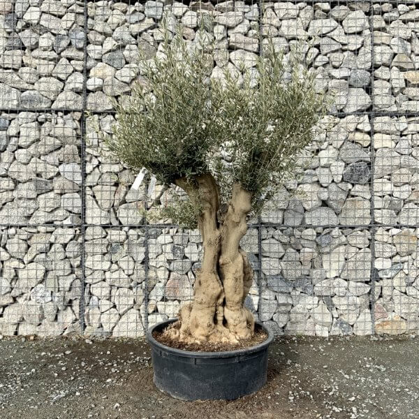 Gnarled Olive Tree Multi Stem Low Bowl XXL (Turtle) G225 - F6FE2FEA 83C7 4482 8D7E 541334AB5848 1 105 c