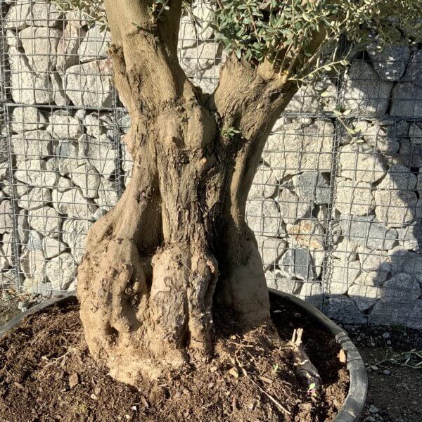 Gnarled Olive Tree Multi Stem Low Bowl XXL (Turtle) G280 - FE38E4F6 65C4 4827 BACC B9374D44E813 1 105 c
