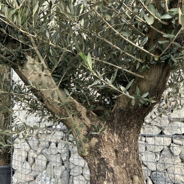 Gnarled Olive Tree Multi Thick Stem XXXL (Low Bowl) G175 - FF5DD572 13ED 4D71 80D3 C9DD11BDCF4F 1 105 c