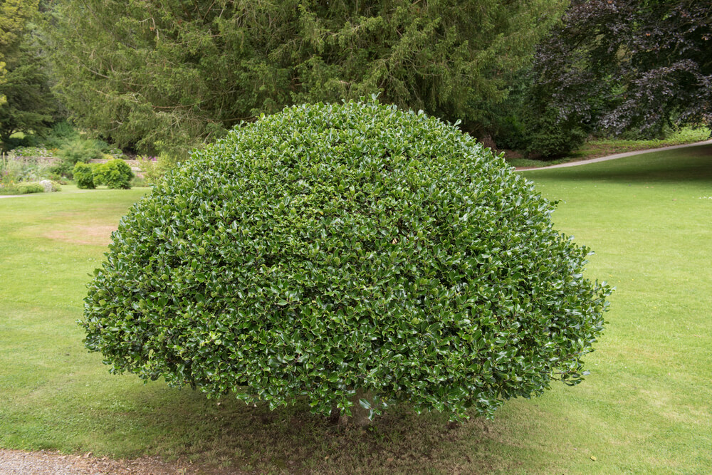 What Are The Best Plants For Your Topiary Trees - Holly Topiary