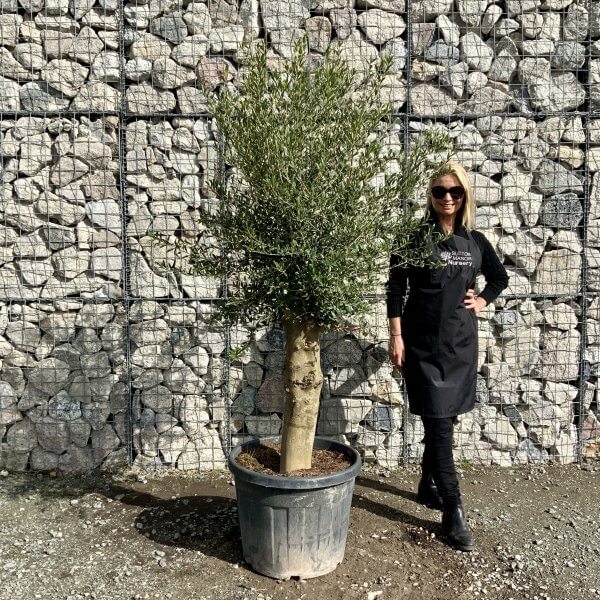 Tuscan Olive Tree XXL 1.90 - 2.20 M - IMG 4537 scaled