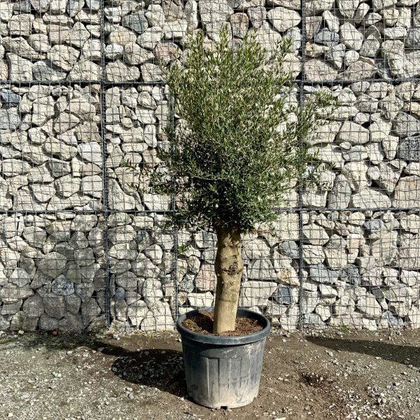 Tuscan Olive Tree XXL 1.90 - 2.20 M - IMG 4538 scaled