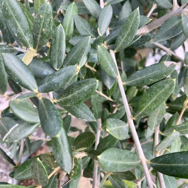Tuscan Olive Tree XXL 1.90 - 2.20 M - IMG 4539 scaled