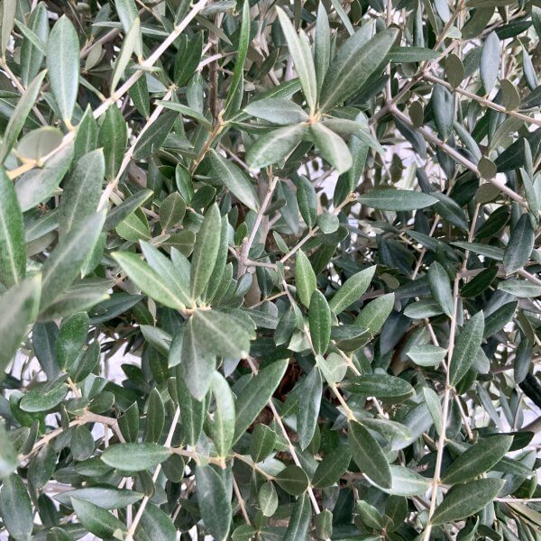 Tuscan Olive Tree XXL 2.30 M- 2.50 M - IMG 4550 scaled