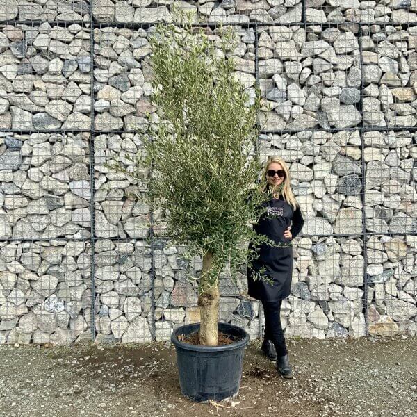 Tuscan Olive Tree XXL 2.20 M- 2.50 M - IMG 4551 scaled