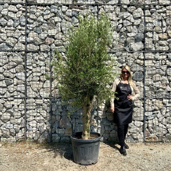 Tuscan Olive Tree XXL 2.30 M- 2.50 M - IMG 6540 scaled