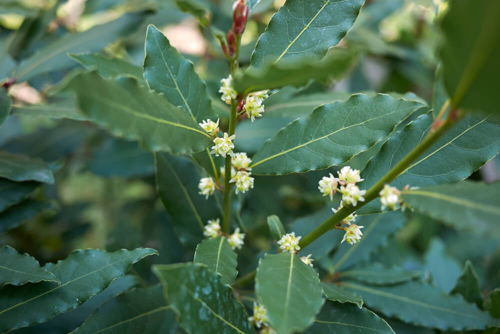 What Are The Best Plants For Your Topiary Trees - Laurus Nobilis