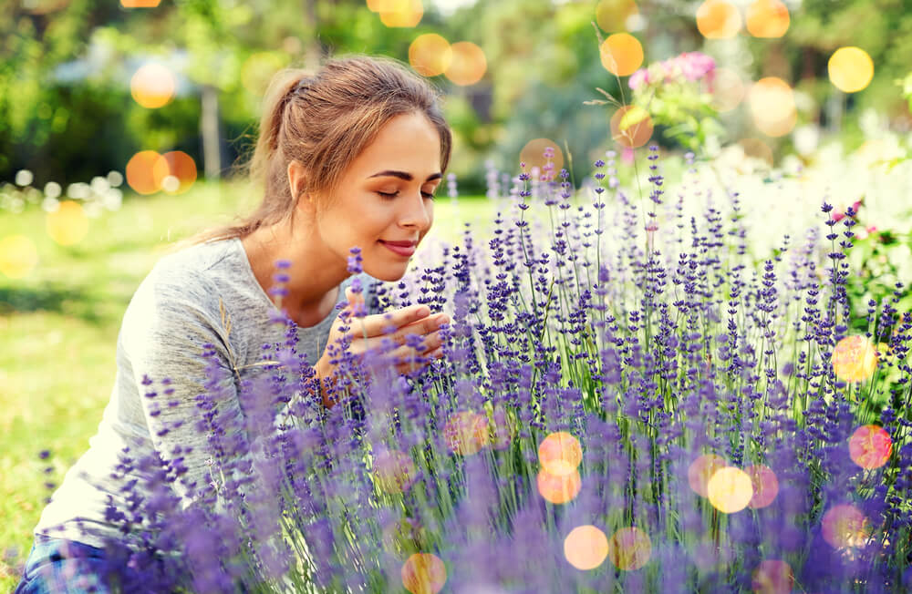 Beautiful Lavender Plants 