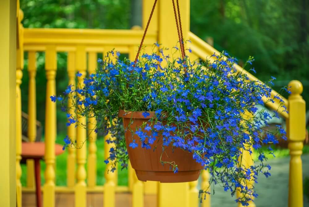 Beautiful Lobelia In Hanging Baskets 