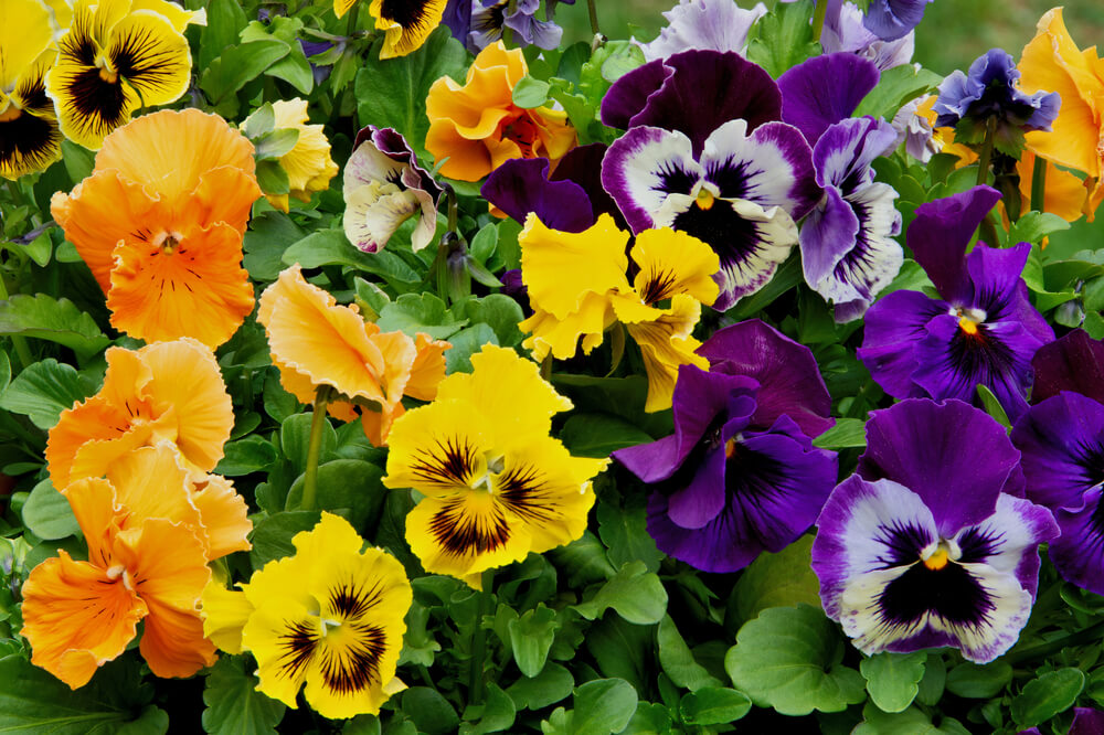 Vibrant Pansies Plants 