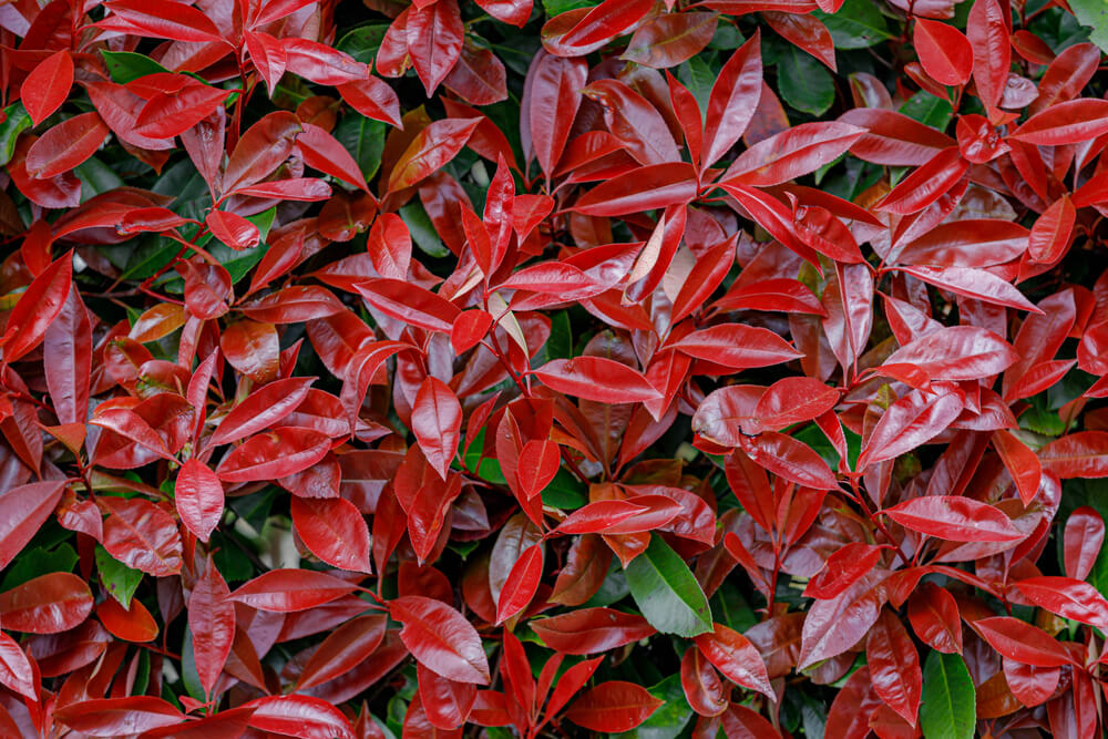 What Are The Best Plants For Your Topiary Trees - Photinia