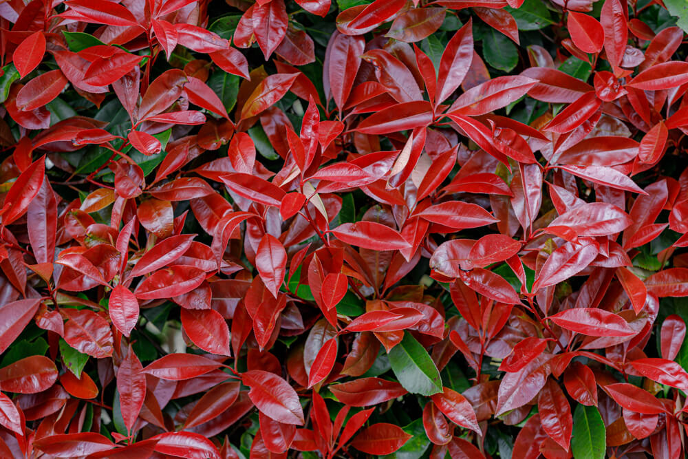 What Are The Best Plants For Your Topiary Trees - Photinia What Are The Best Plants For Your Topiary Trees - Photinia