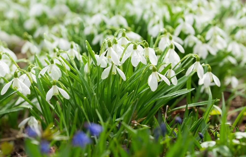 Stunning Snowdrop Flowers
