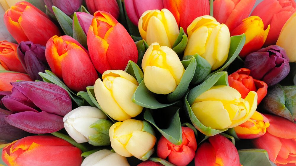 Stunning Spring Tulips