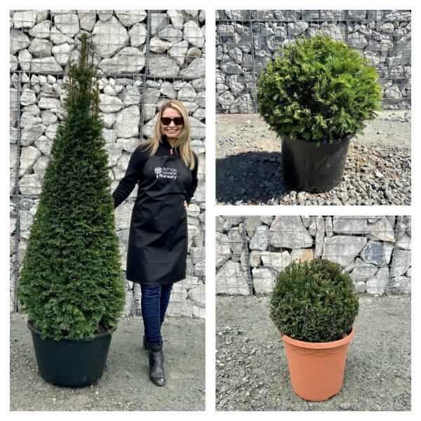 uk-s-leading-supplier-of-plants-pots-sutton-manor-nursery