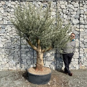 Gnarled Multi Stems XXL (Low Bowl Olive Trees)