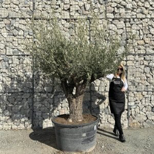 Gnarled Olive Trees (Multi-Stems)