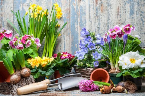 5 Spring Plants You Must Have In 2023 - spring flowers