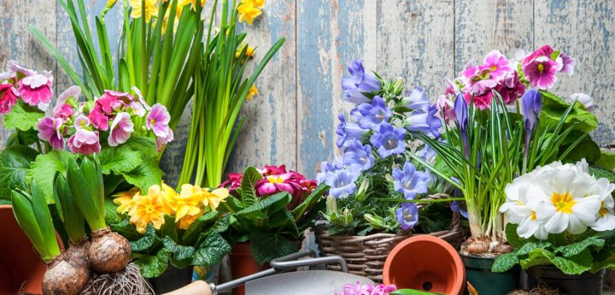 5 Spring Plants You Must Have In 2023 - spring flowers