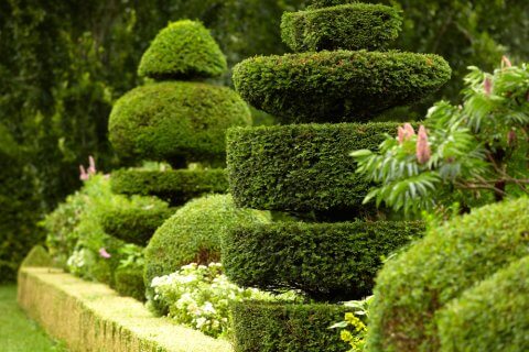 What Are The Best Plants For Your Topiary Trees - topiary trees