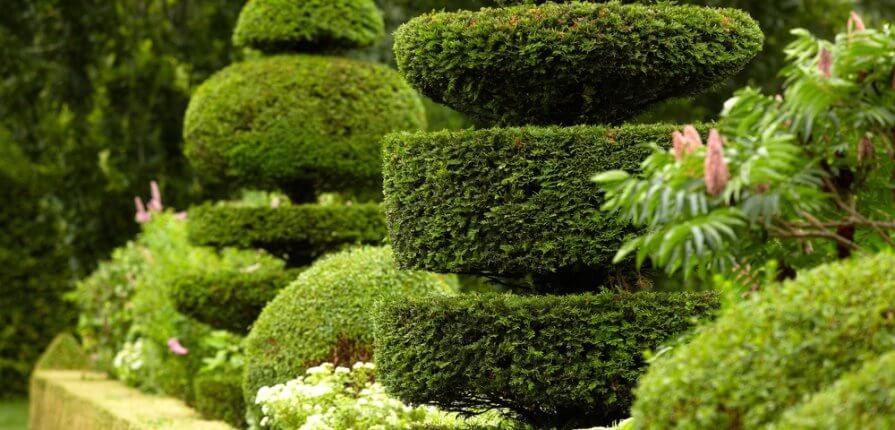 What Are The Best Plants For Your Topiary Trees - topiary trees