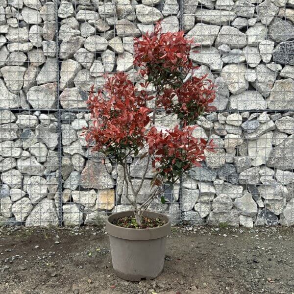 Photinia Nana (Little Red Robin) Pom Pom G354 - 01A9FEF6 1F7C 456E 9832 386A050D5476 1 105 c