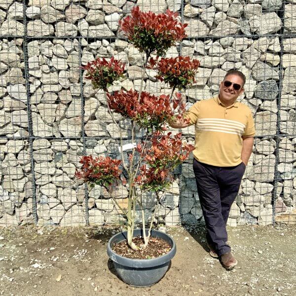 Photinia Nana (Little Red Robin) Pom Pom G393 - 0418DEFE EFC1 4449 AA4F 532041B81796 scaled