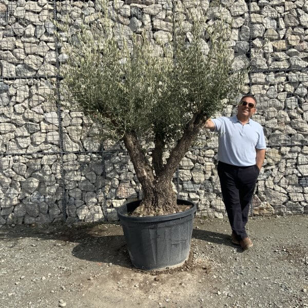 Gnarled Olive Tree Multi Stem Thick XL G310 - 0428492D 23CF 48DF 8837 BDFE654D19B8 1 105 c