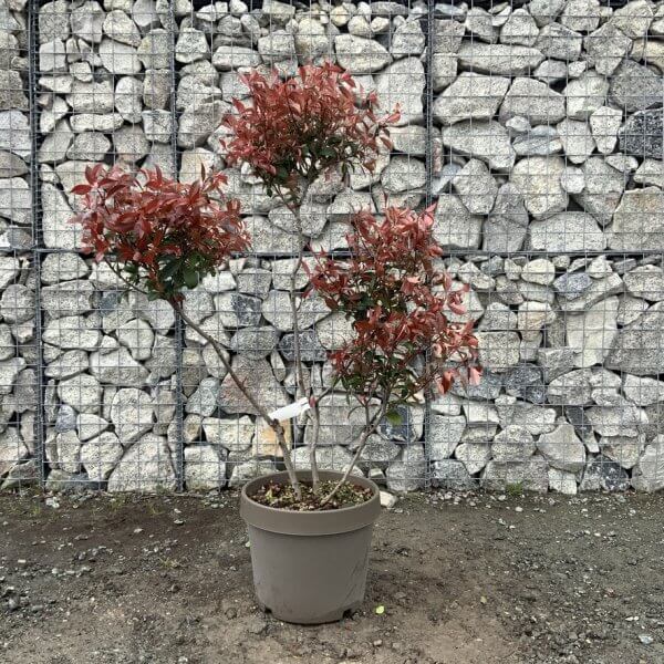 Photinia Nana (Little Red Robin) Pom Pom G350 - 059FE2D7 5F03 4860 8ACF 3CDA852B5784 1 105 c