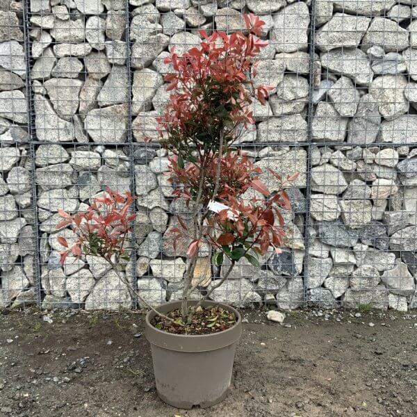 Photinia Nana (Little Red Robin) Pom Pom G367 - 05C06ED3 BA78 4F87 9FE5 60FD27DCF534 1 105 c