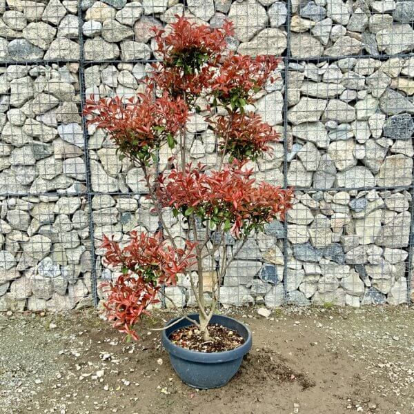 Photinia Nana (Little Red Robin) Pom Pom G440 - 07DA67E2 449E 494F B8E2 C7AE78524F4D 1 105 c