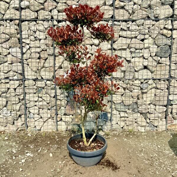 Photinia Nana (Little Red Robin) Pom Pom G421 - 08149AC5 4B25 4211 B08B 7D9793CAD37F 1 105 c