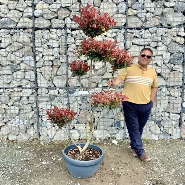 Photinia Nana (Little Red Robin) Pom Pom G389 - 0838E943 FFDA 438D 86A7 0D76C2CC33DD scaled