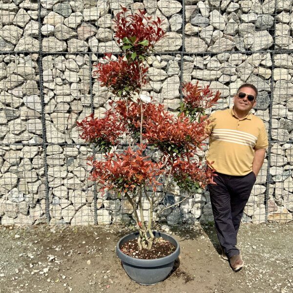Photinia Nana (Little Red Robin) Pom Pom G436 - 093AB860 C317 48C5 9A1D 59A7A95840A7 1 105 c